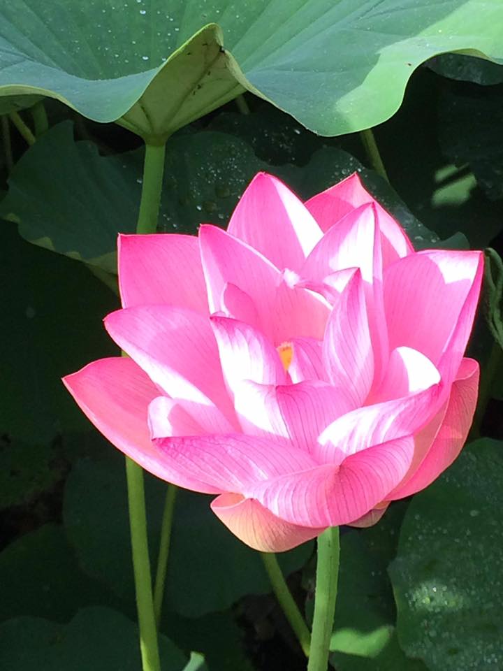キラキラ光る蓮の花